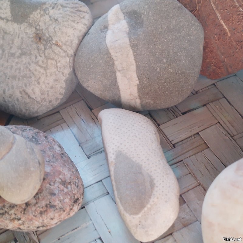 А вот мои окаменелости. Конечно не музейные экспонаты, но тоже интересные. Люблю поразглядывать. И есть ещё янтарный кулон  инклюз. Там муха, правда без головы. Но я не могу сделать такое профессиональное фото, потому видно плоховато.