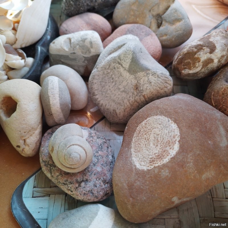 А вот мои окаменелости. Конечно не музейные экспонаты, но тоже интересные. Люблю поразглядывать. И есть ещё янтарный кулон  инклюз. Там муха, правда без головы. Но я не могу сделать такое профессиональное фото, потому видно плоховато.