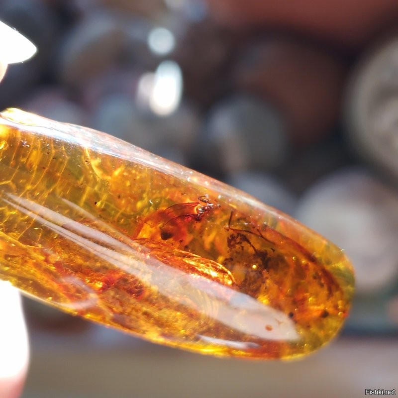 А вот мои окаменелости. Конечно не музейные экспонаты, но тоже интересные. Люблю поразглядывать. И есть ещё янтарный кулон  инклюз. Там муха, правда без головы. Но я не могу сделать такое профессиональное фото, потому видно плоховато.