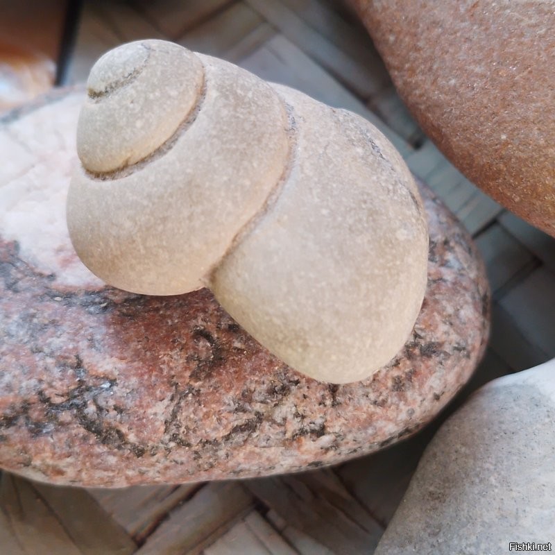 А вот мои окаменелости. Конечно не музейные экспонаты, но тоже интересные. Люблю поразглядывать. И есть ещё янтарный кулон  инклюз. Там муха, правда без головы. Но я не могу сделать такое профессиональное фото, потому видно плоховато.