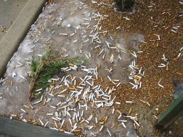 Практически все курильщики почему-то твёрдо уверены, что имеют право бросать окурки везде где угодно. А ведь это одна из главных причин лесных пожаров (и вообще пожаров).
Как-то поговорил с одним, у него позиция такая - "один окурок это не мусор" и "там всё натуральное, сгниёт быстро". Ага, скажите это газону под балконом курильщика...