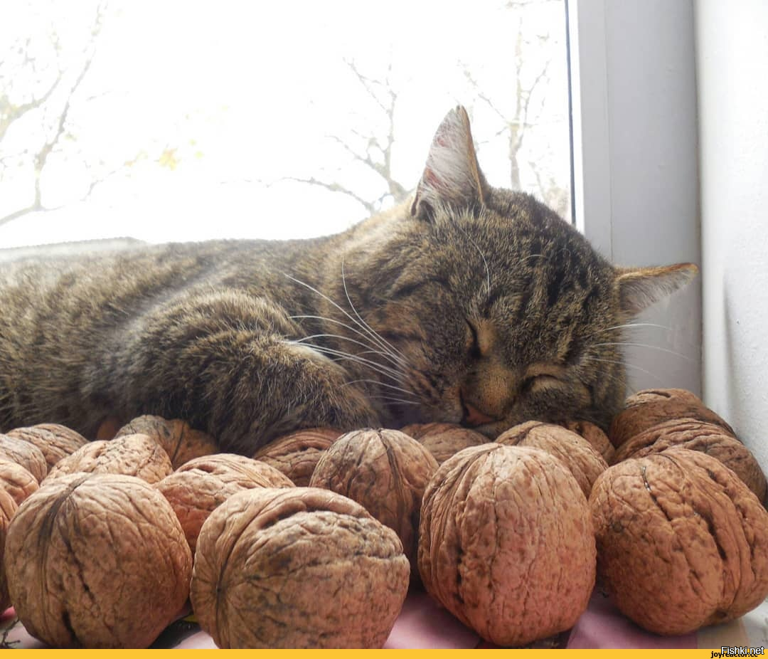 Солянка от 22.10.2025