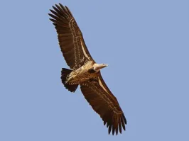 Сведения
Африканский сип или гриф Рюппеля   хищная птица рода грифы. 
Вид назван в честь немецкого зоолога Эдуарда Рюппеля. 
Распространён в саваннах на севере и востоке Африки. 
Длина тела 65 85 см, вес 4 5 кг.