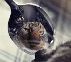 15 фотографий, которые доказывают, что котики и зеркала — это идеальное сочетание