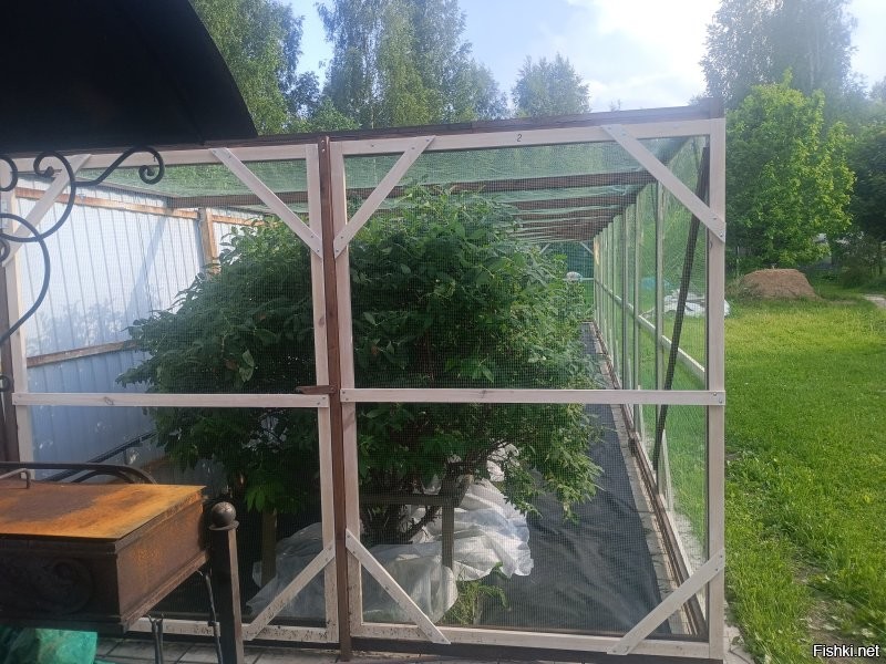 Мы сеткой урожай спасаем.