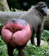 а что, на Кавказе это можно?