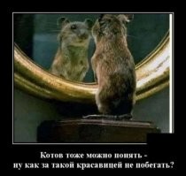 15 фотографий, которые доказывают, что котики и зеркала — это идеальное сочетание