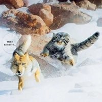 Тибетская лиса пожалела, что зашла на территорию манула