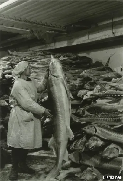 А еще говорят в СССР ничего не было. Вон - даже Фотошоп был. Тетке такого осетра пририсовали!