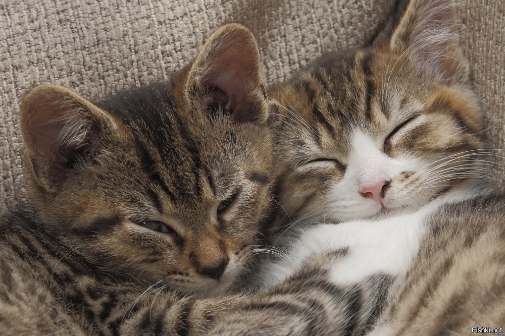 Солянка от 23.10.2025