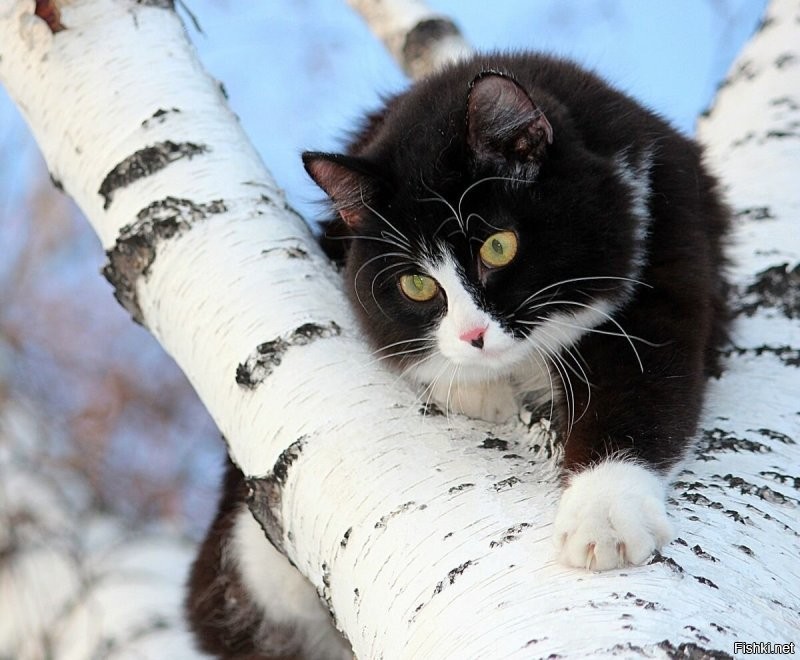 Солянка от 23.10.2025