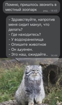 Тибетская лиса пожалела, что зашла на территорию манула