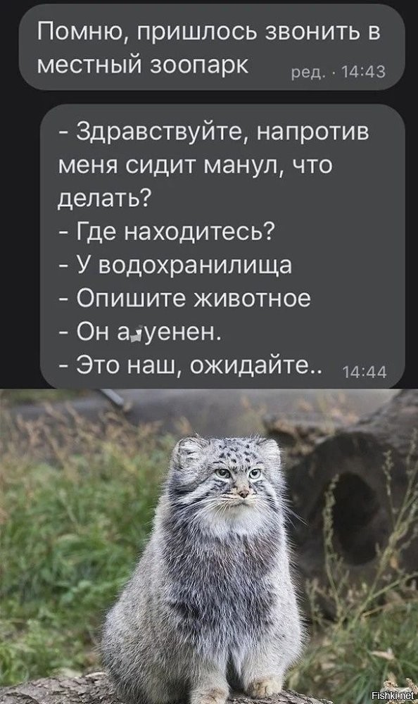 Тибетская лиса пожалела, что зашла на территорию манула