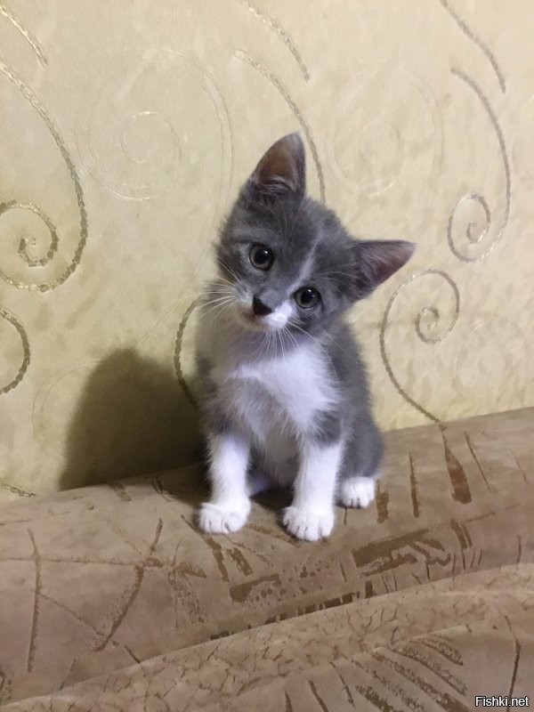 мой умер у меня на руках четыре года назад в феврале. Уже ничего не видел, но все звал меня. Лежал у меня на руках и звал. Я ревел как ребенок.
Думал, что больше никогда...
А в конце июня у меня опять по дому скакало маленькое чудо