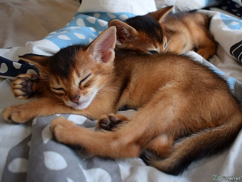 Солянка от 24.10.2025