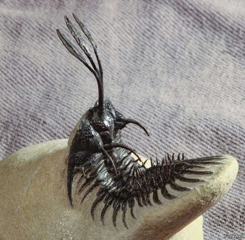 так вот они какие древние укры