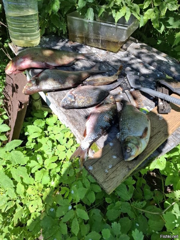 Закрывали лето в Звенигороде на Москве реке