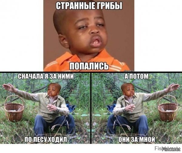 Подборка из осеннего леса