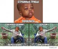 Подборка из осеннего леса