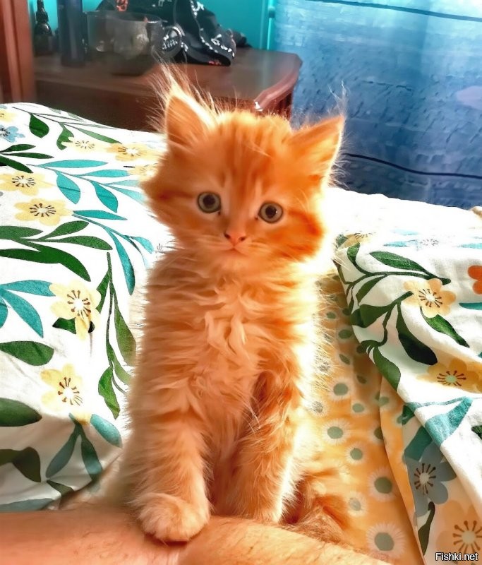 19. Самый солнечный котейка