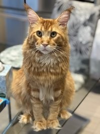 Моя команда