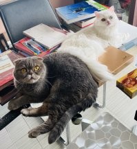 Моя команда