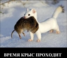 Цифровой рубль, паспорт, остальная жизнь. Добрые люди запустят обнуление и всё, вас никогда не было. Поздравляю, вы официально не рождались, вас нет, значит подлежите утилизации. На органы если только, ну или рабом бесправным. Вот тогда вспомните Ленина. Будете звать Сталина. Придёт однажды, вновь поднимется Наше знамя. Спадёт пелена безысходности.