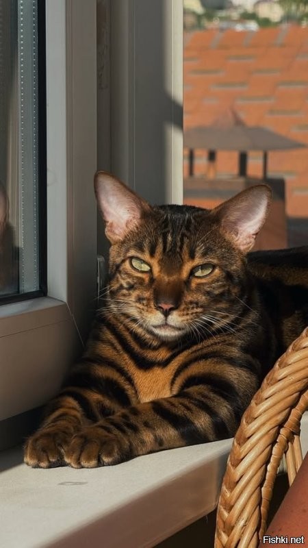 Солянка от 24.10.2025