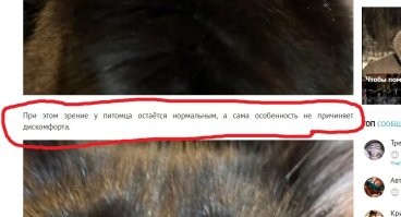 Кошка с редкой врождённой особенностью глаз