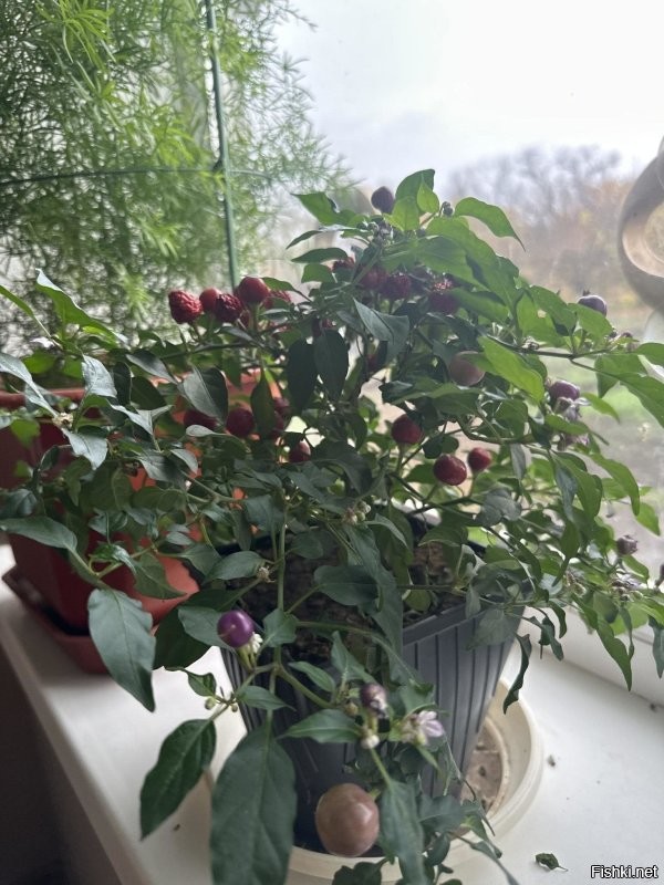 Собственно «выращивание» и технология производства- это несколько иные понятия. Когда б Вы «выращивали» свои перцы в масштабах порога входа в ритейл, то поняли б о чем я Вам толкую. Ничего не вырастет