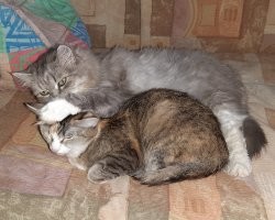 всё будет хорошо! поверь большой кошке.