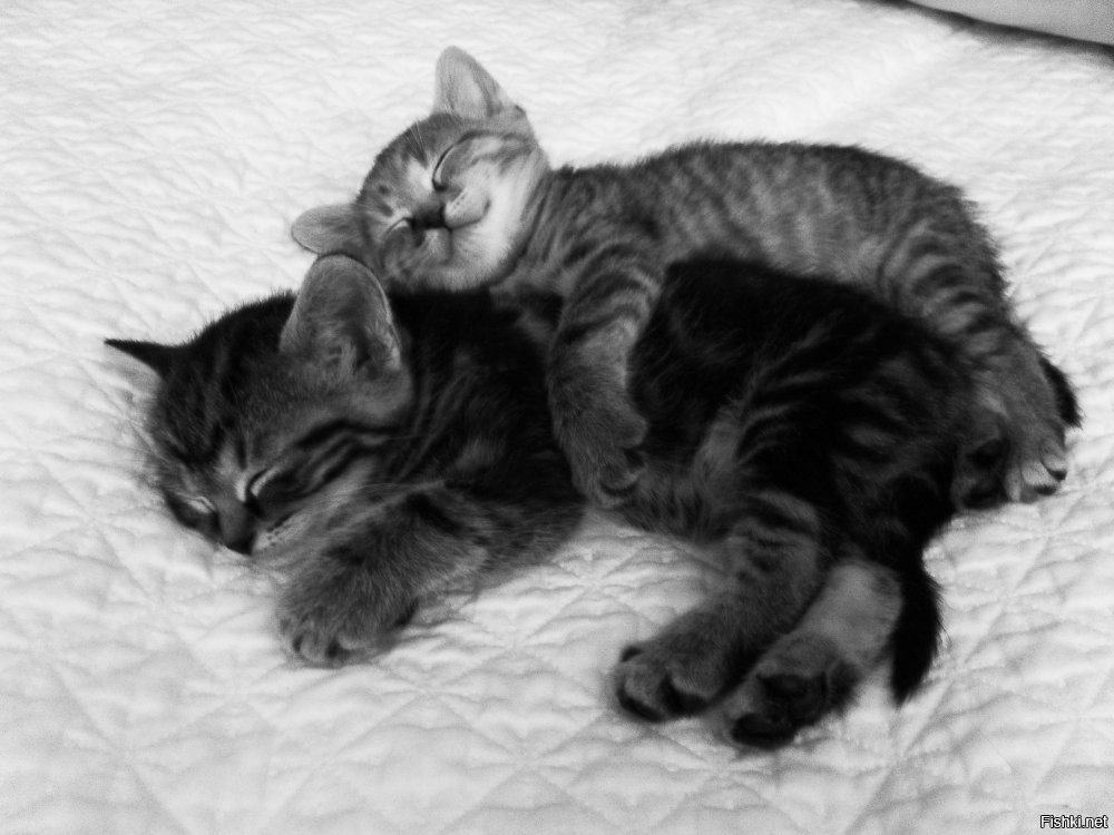 Солянка от 26.10.2025