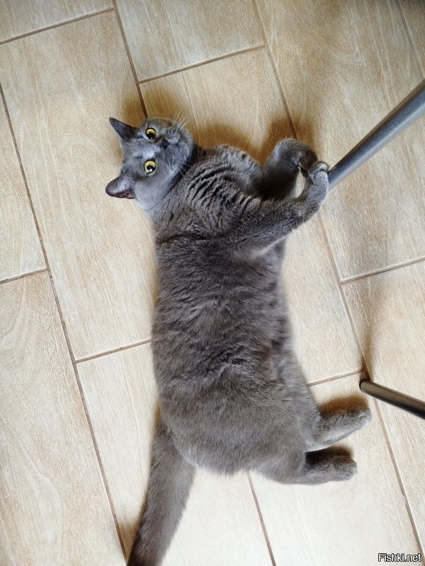 Наша британка