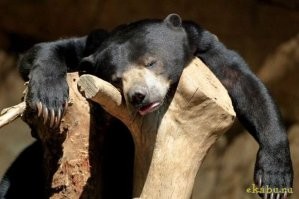 Конкурс комедийных фотографий дикой природы показал финалистов 2025 года