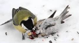 Сало они едят потому, что им его люди дают. А так - те ещё хищники. Из воробьинообразных круче синиц только сорокопутовые, там вообще одни хищники. 

ЗЫ: охотятся они и летом, например, на летучих мышей, это подтверждённый факт. Зимой летучие мыши спят.