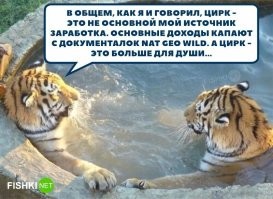 В Приморском крае тигр перекрыл дорогу к заправке