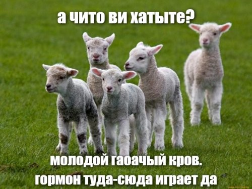 Концерт певца BLIZKEY в ресторане Владикавказа завершился массовой дракой