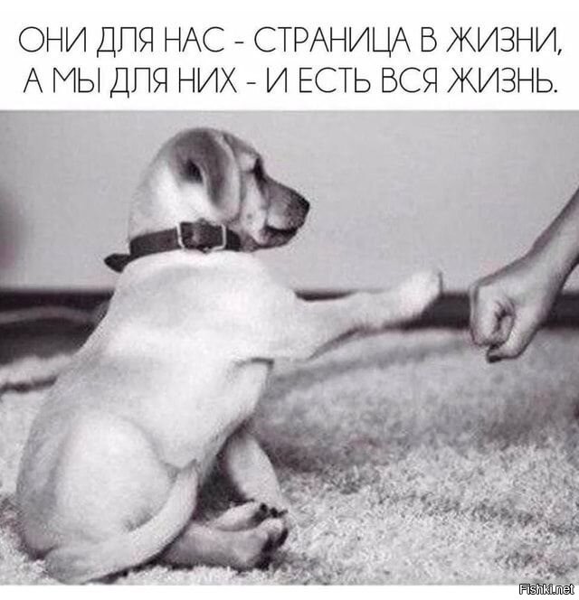Пёс не хочет отпускать хозяина на работу