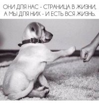 Пёс не хочет отпускать хозяина на работу