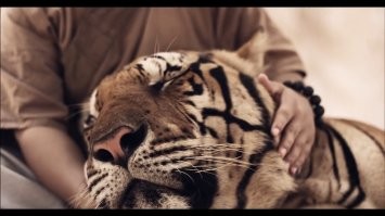 А погладить!?