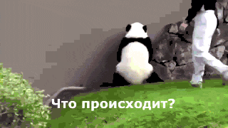 В Китае нянькам панд платят $3.000 в месяц