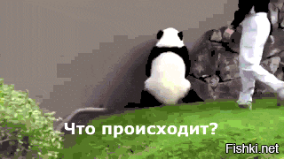 В Китае нянькам панд платят $3.000 в месяц