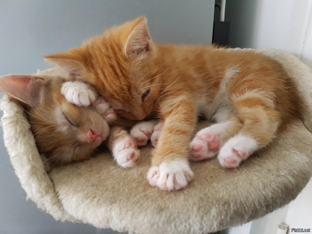 Солянка от 28.10.2025