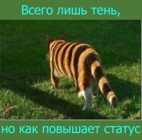 Собаку покрасили в Тигру из «Винни-Пуха» к Хэллоуину