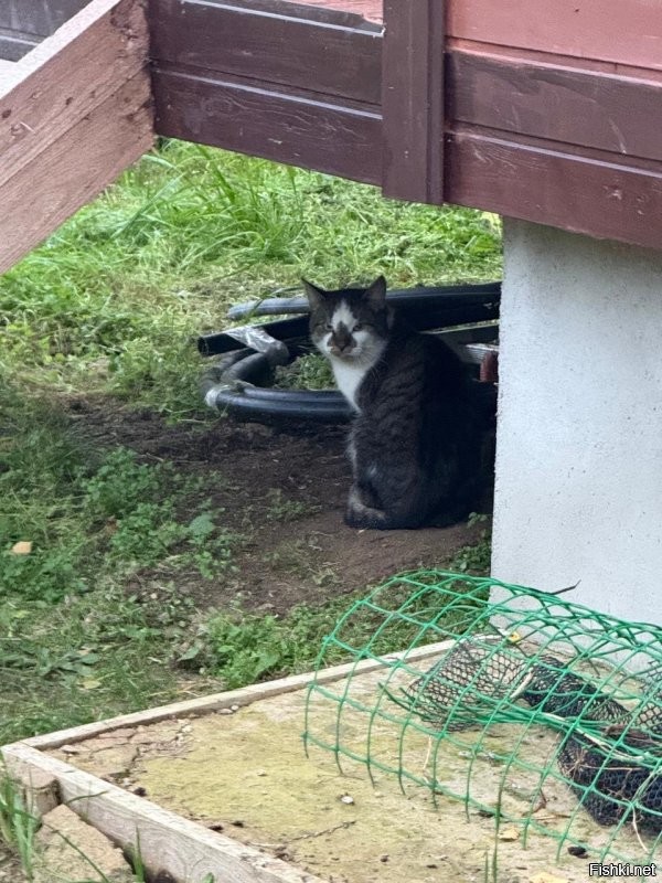 Пару недель назад пришло «существо» на участок. Худющий, аки лисапед. Пока близко не подходит, но корм хрумкает. Я ему домик сделал. Дня три назад стал в домике жить. Надеюсь до зимы приручим, иначе замерзнет.