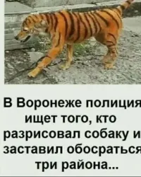 Собаку покрасили в Тигру из «Винни-Пуха» к Хэллоуину