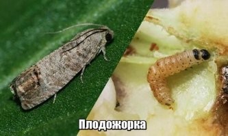 Без очков - прям вылитая копия.