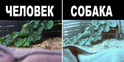 для собак такой окрас не значит ничего.....они отличают по запаху в основном.