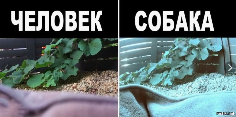 для собак такой окрас не значит ничего.....они отличают по запаху в основном.