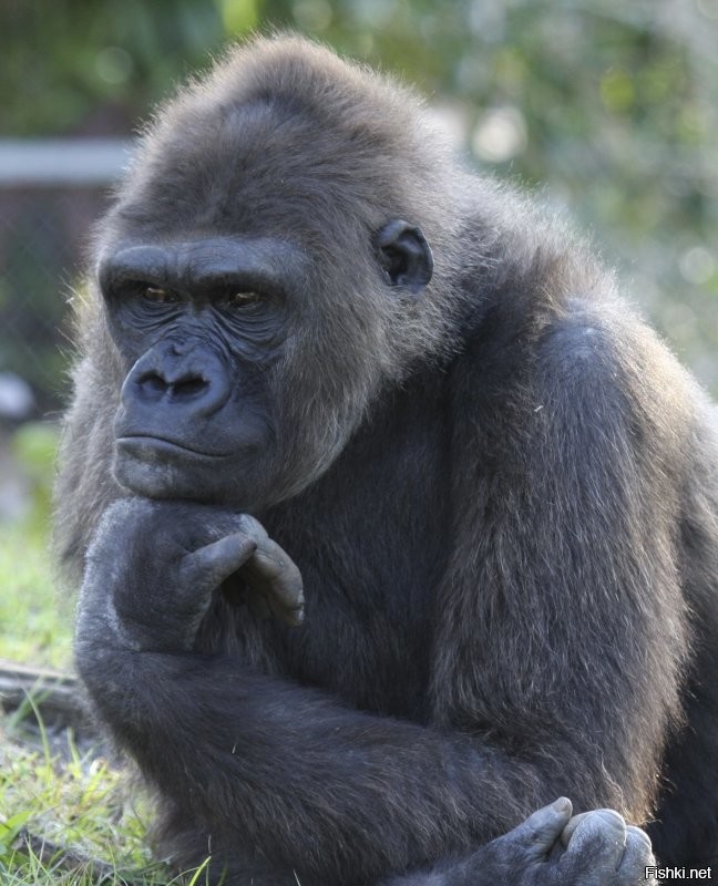 Общественники призвали запретить российский мультфильм «Маша и Медведь»